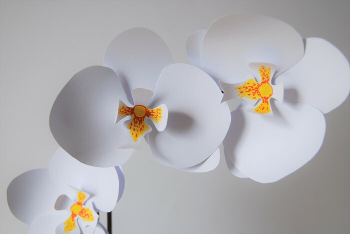 Orchidee-plant-paper-flower-papier-decoupe-2018-artiste-laure-devenelle