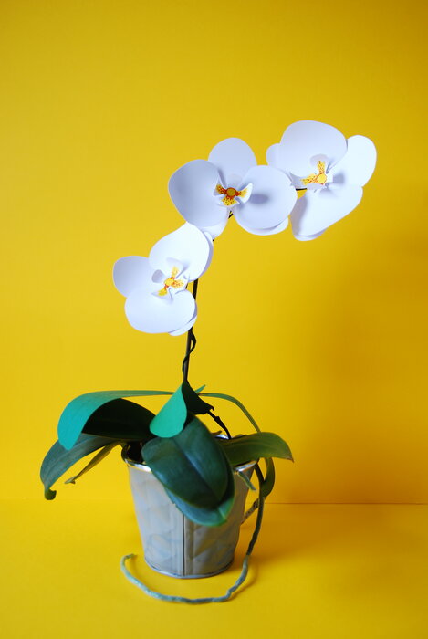 Orchid-plant-paper-flower-papier-decoupe-white-yellow-2018-artiste-laure-devenelle